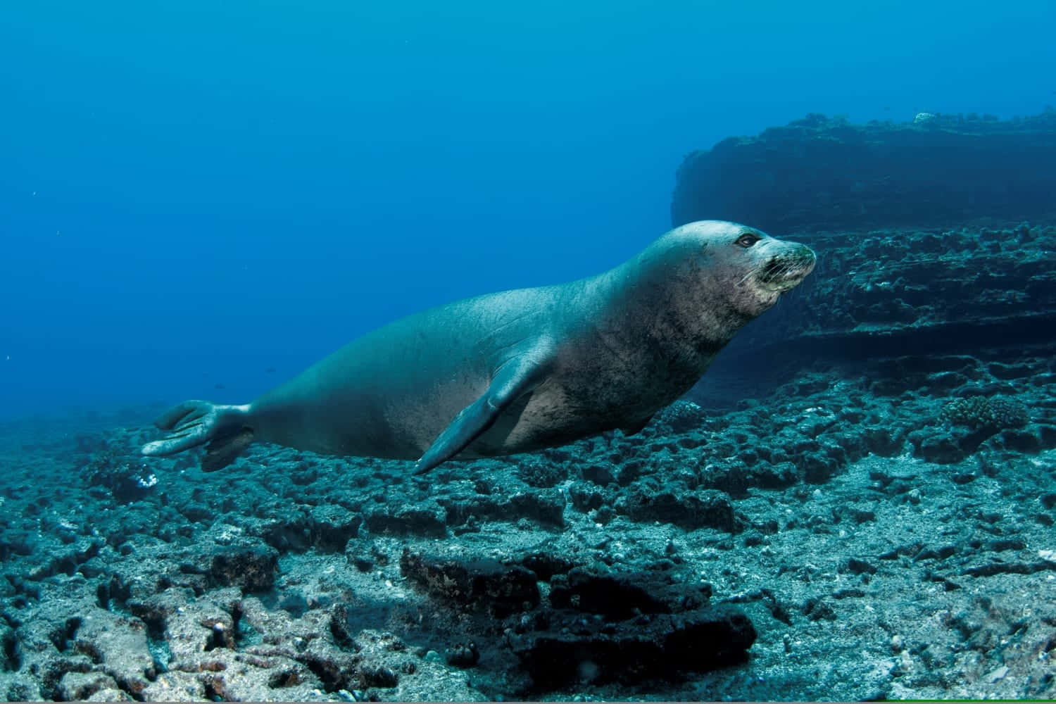 Monk Seal, underwater exploration, clear blue ocean water, HD Desktop Wallpaper