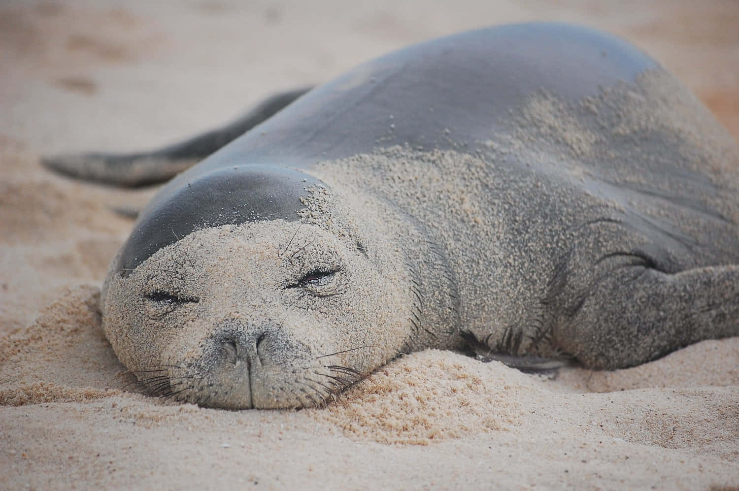 Monk Seal, sand, sun-warmed sand, HD Desktop Wallpaper