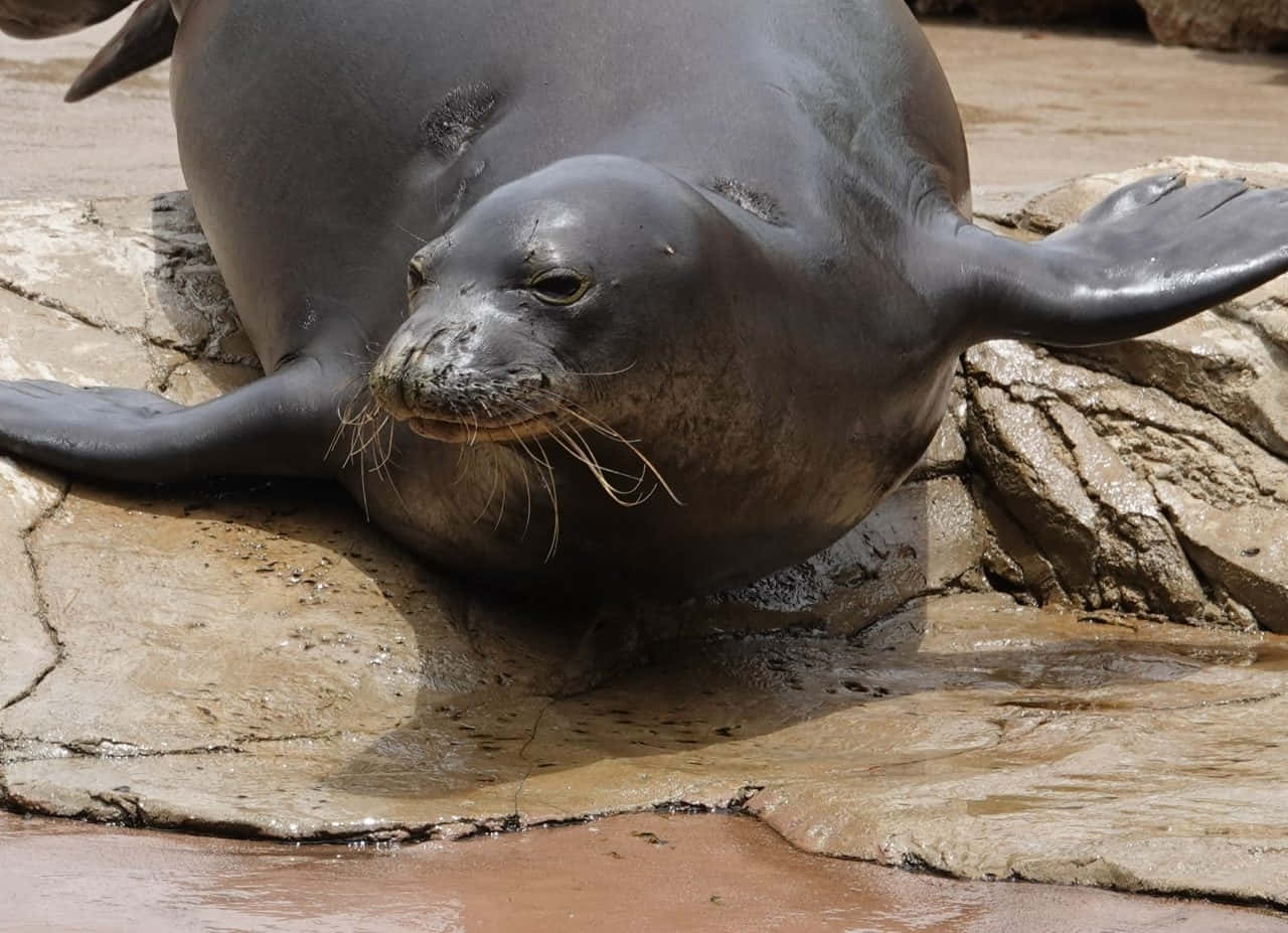 Monk Seal, wet rocks, shallow pool, HD Desktop Wallpaper
