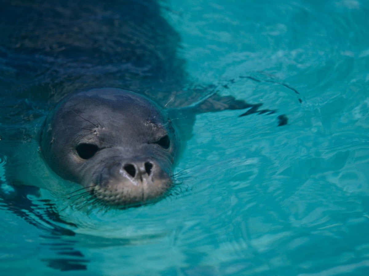 Monk Seal, swimming, crystal blue water, SD Desktop Wallpaper