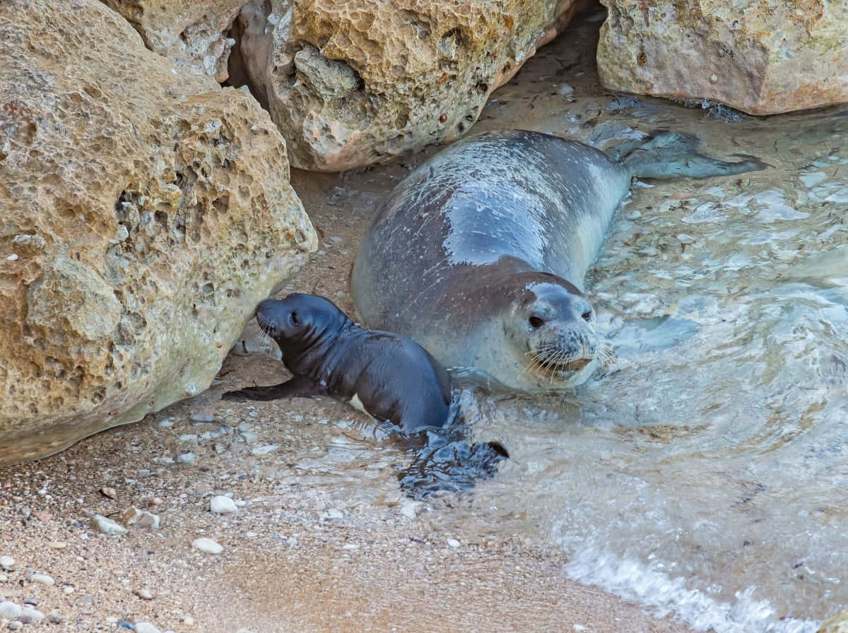 Monk Seal, mother and pup, gray seal, SD Desktop Wallpaper