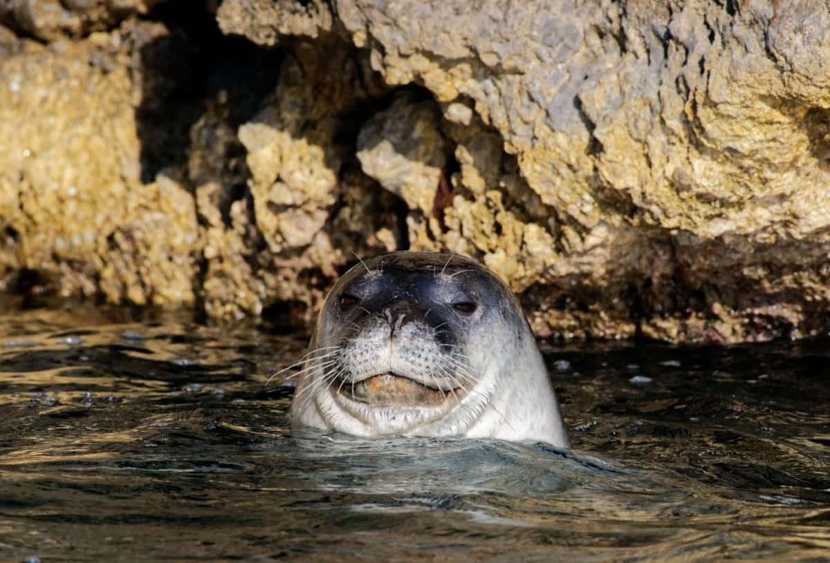 Monk Seal, whiskers, open mouth, SD Desktop Wallpaper