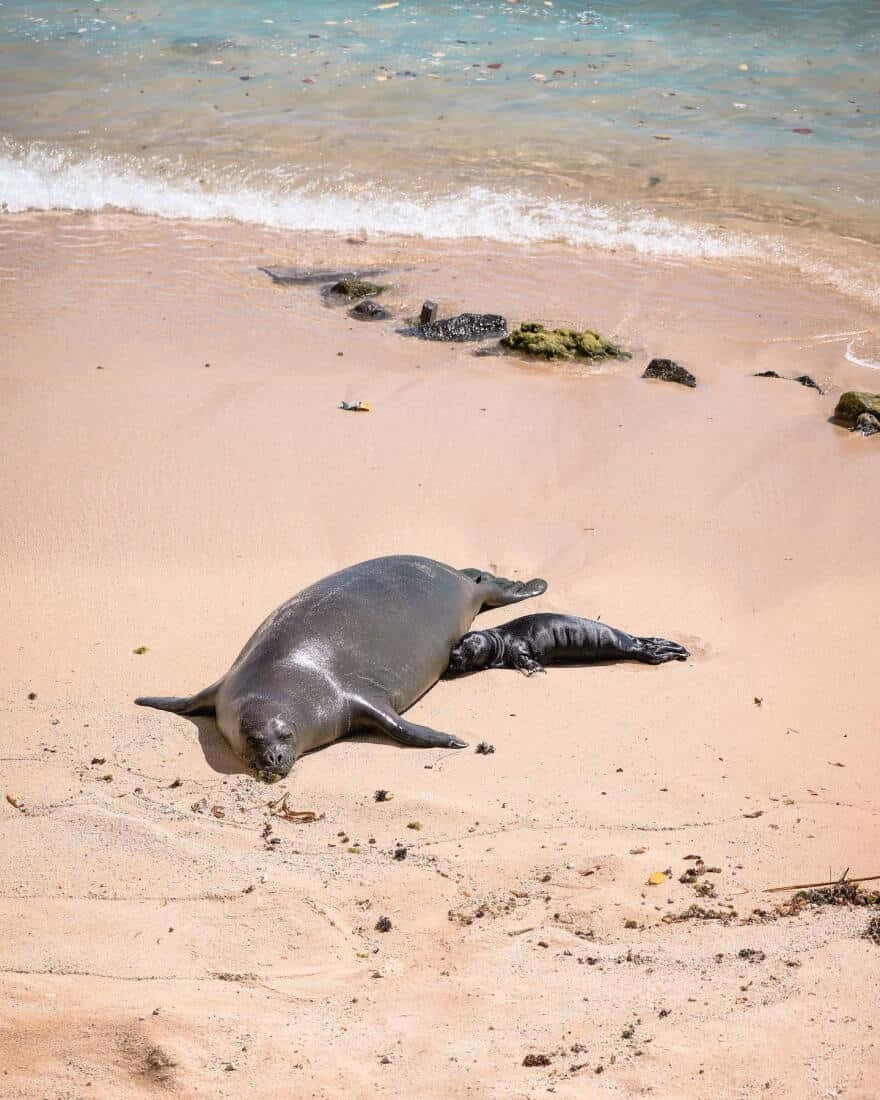 Monk Seal, pup, beach, SD Phone Wallpaper