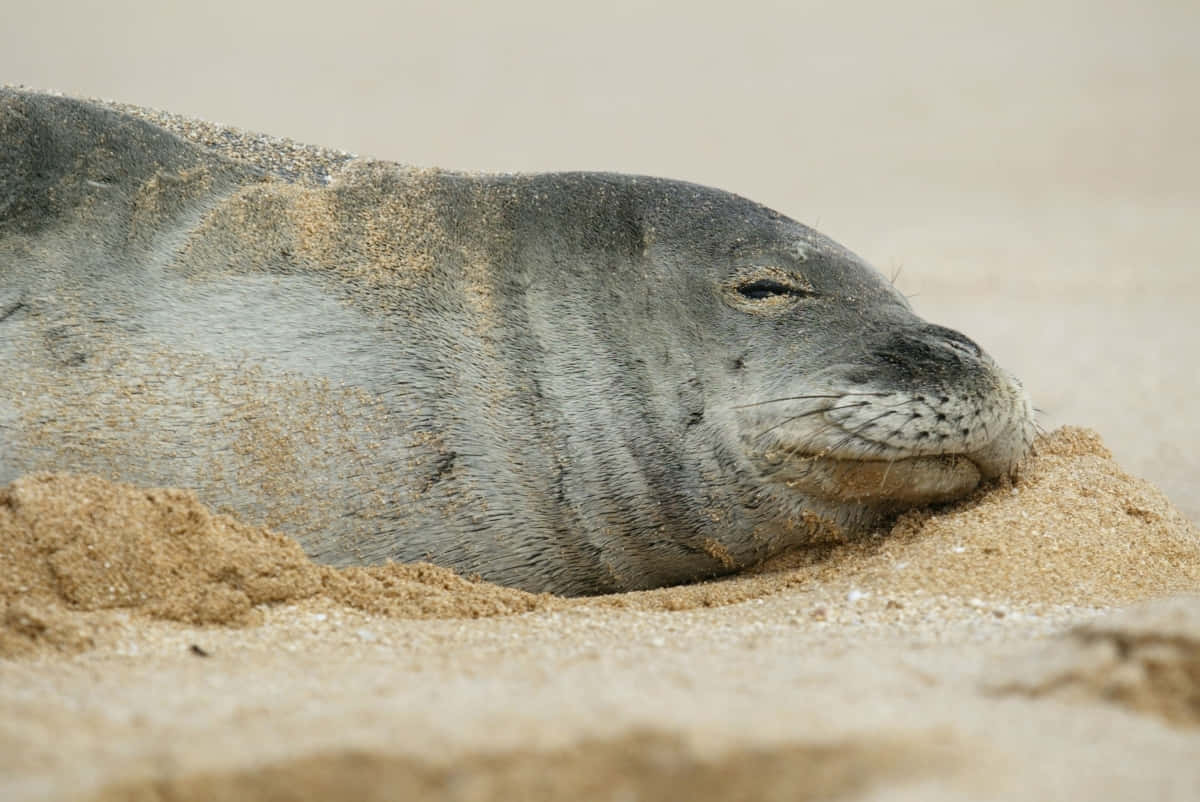 Monk Seal, sand, sunlit beach, SD Desktop Wallpaper