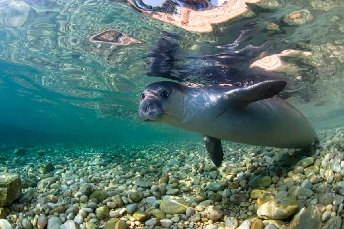 Monk Seal, underwater, sunlit pebble bed, SD Desktop Wallpaper