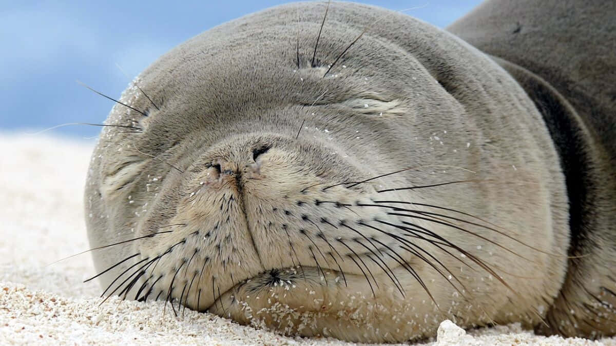 Monk Seal, gray seal, sandy beach, SD Desktop Wallpaper