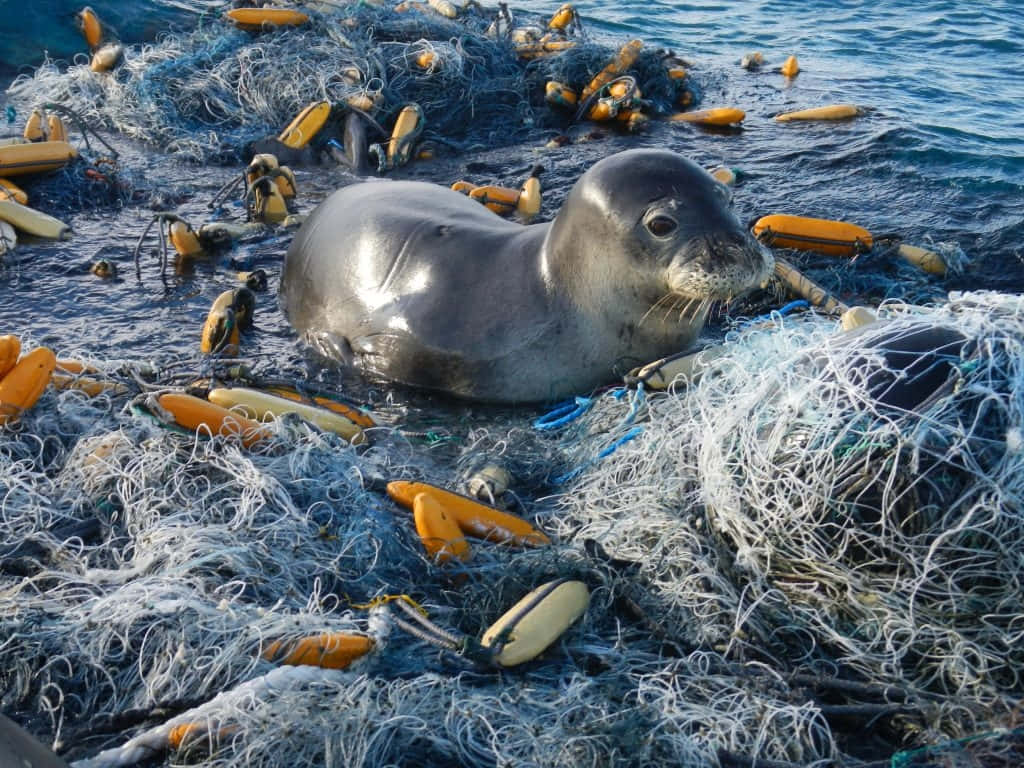 Monk Seal, ghost fishing nets, orange buoys, SD Desktop Wallpaper