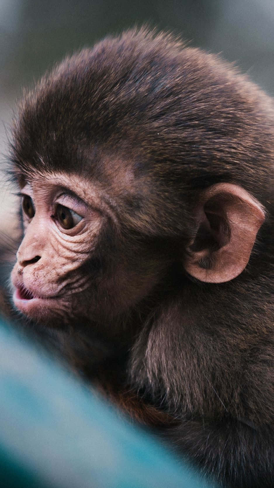 monkey, iPhone, dark fur, HD Phone Wallpaper