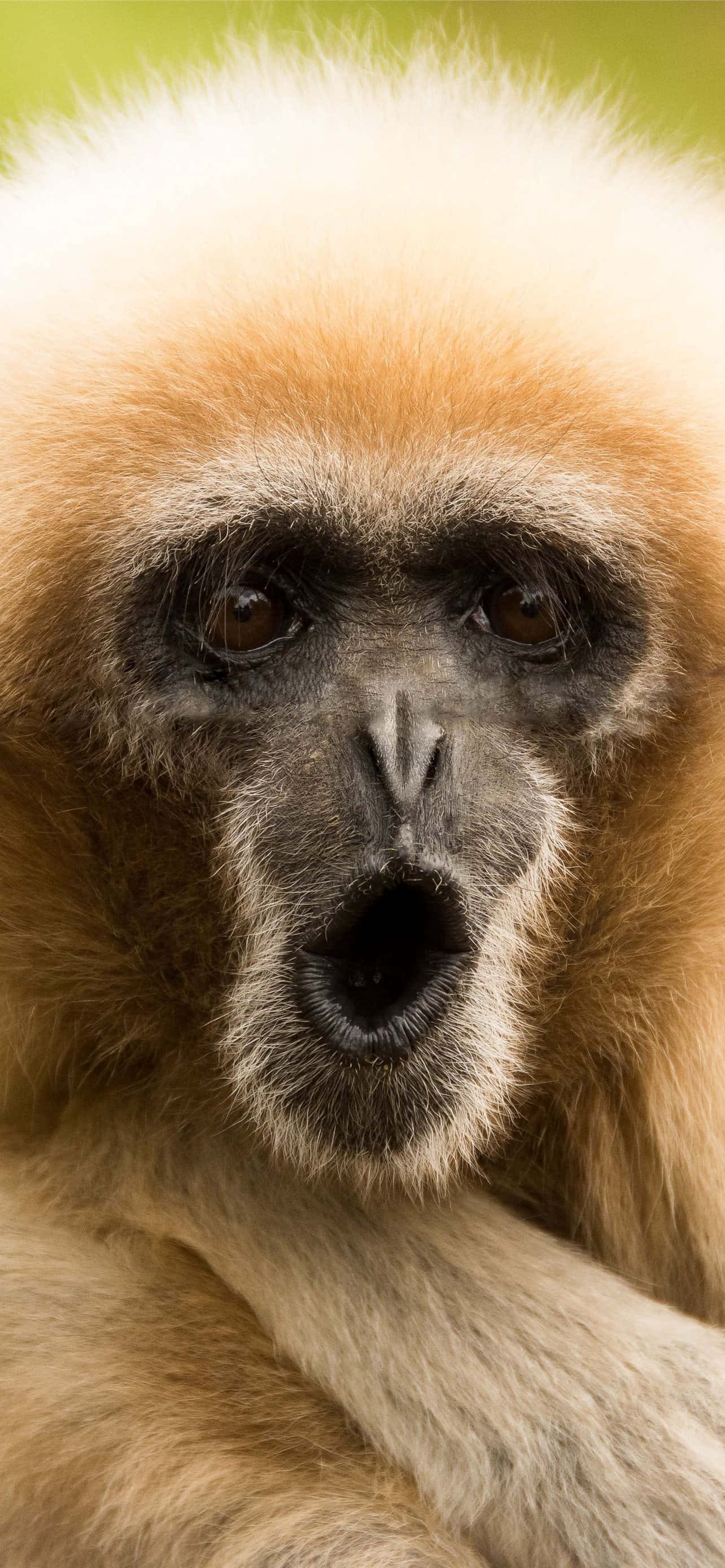 Monkey iPhone, gibbon, fluffy golden fur, 2K Phone Wallpaper