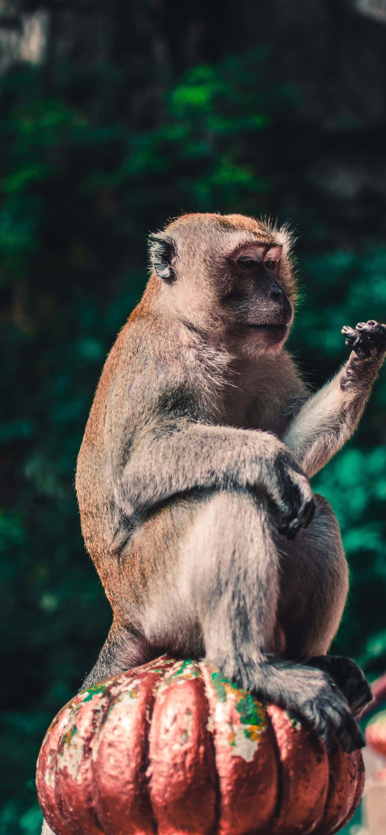 Monkey iPhone, brown monkey, red pumpkin-shaped object, 2K Phone Wallpaper