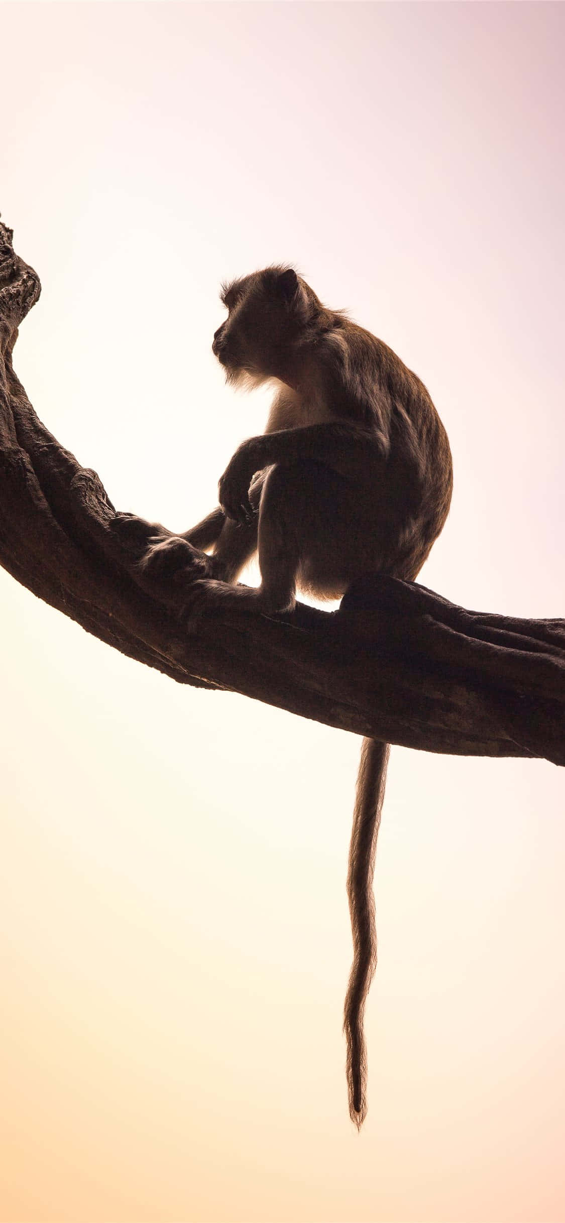 Monkey iPhone, golden sky, sunset, Full HD Phone Wallpaper