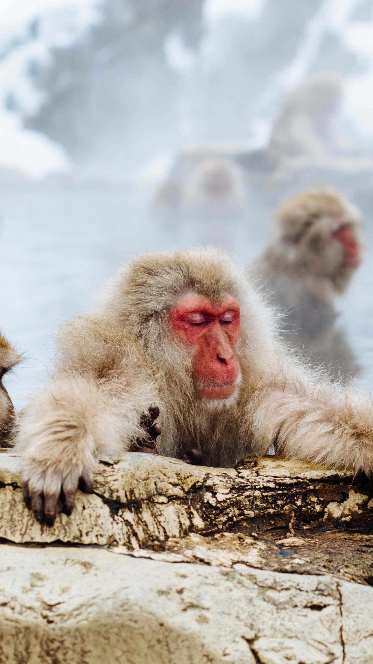 Monkey iPhone, snow monkey, hot spring, 2K Phone Wallpaper