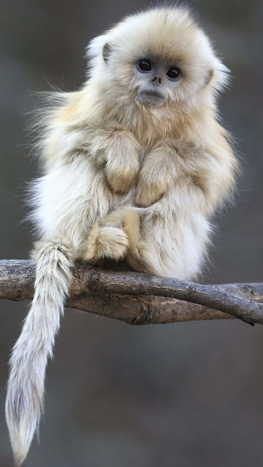 monkey, iPhone, fluffy golden monkey, HD Phone Wallpaper