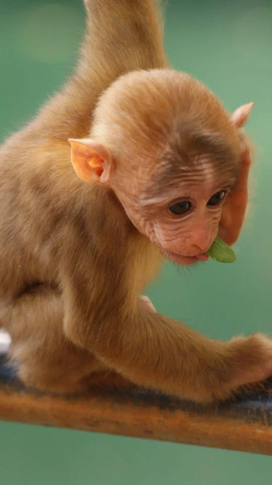 monkey, leaf, metal rod, Full HD Phone Wallpaper