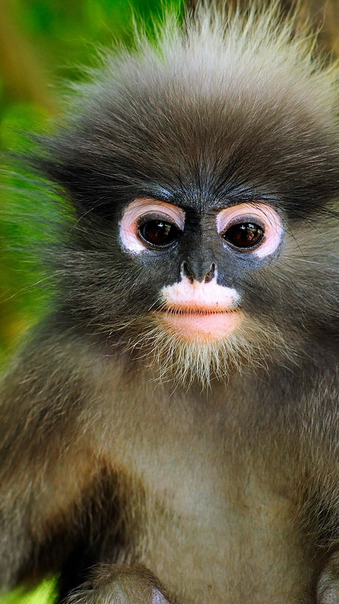 Monkey iPhone, young monkey, dark fur, Full HD Phone Wallpaper
