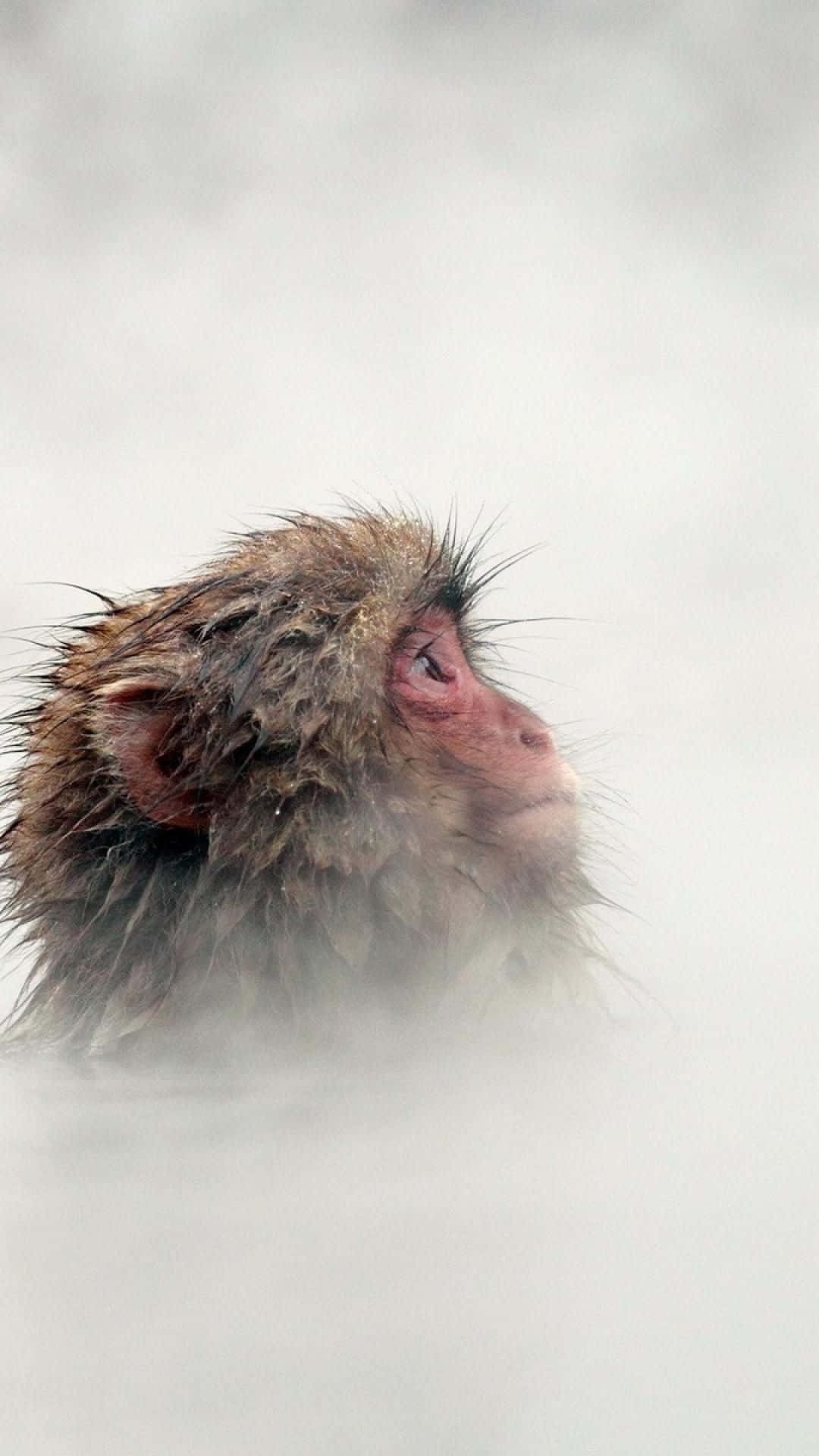 monkey, colorful gradient iPhone, wet monkey, Full HD Phone Wallpaper