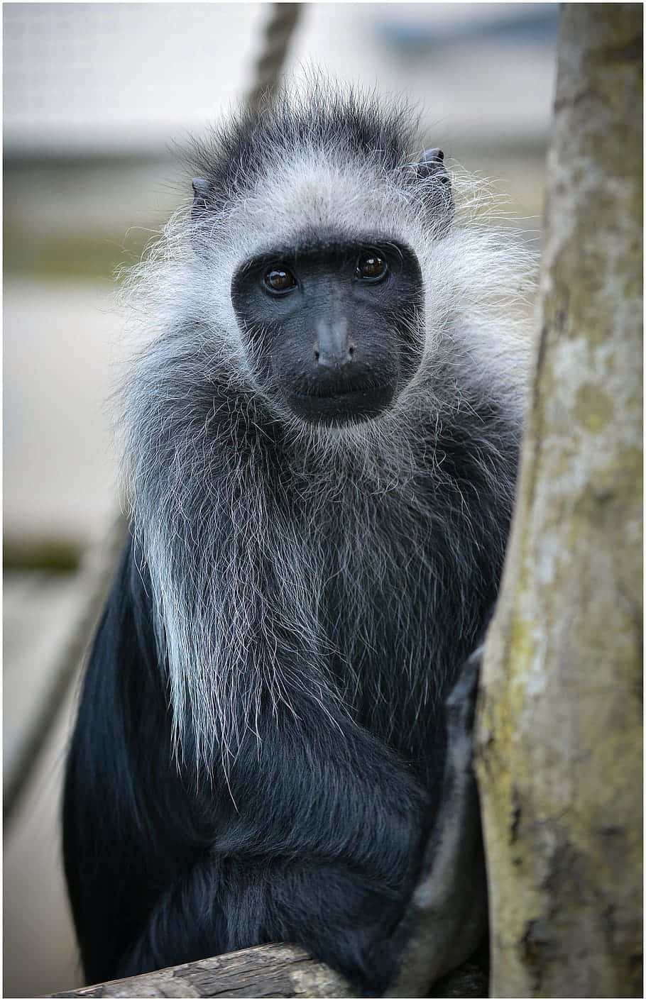 monkey, black and white, fluffy fur, HD Phone Wallpaper