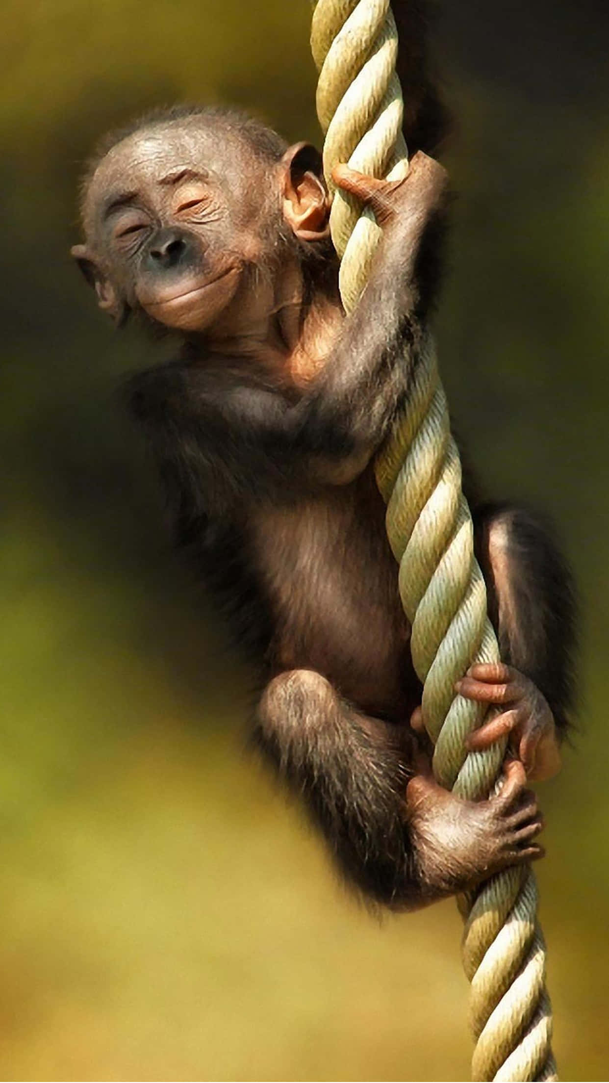 Monkey iPhone, baby chimpanzee, thick rope, Full HD Phone Wallpaper