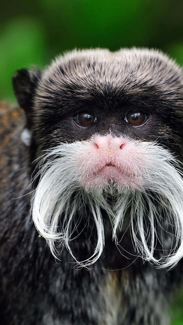 tamarin monkey, fluffy white beard, dark fur, SD Phone Wallpaper