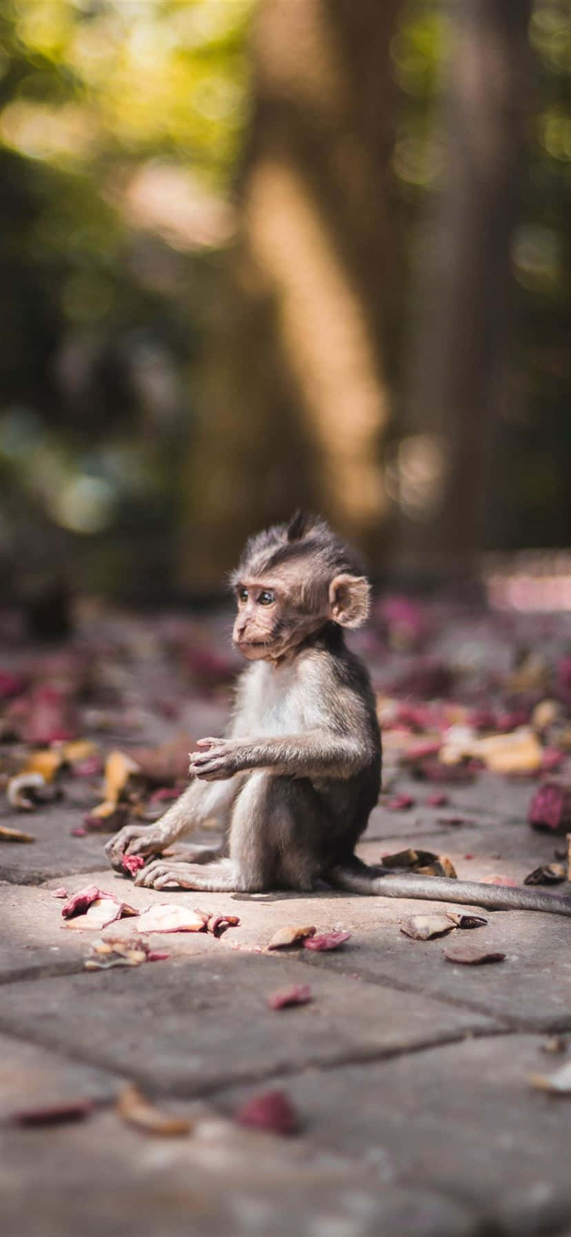 Monkey iPhone, stone path, fallen petals, HD Phone Wallpaper