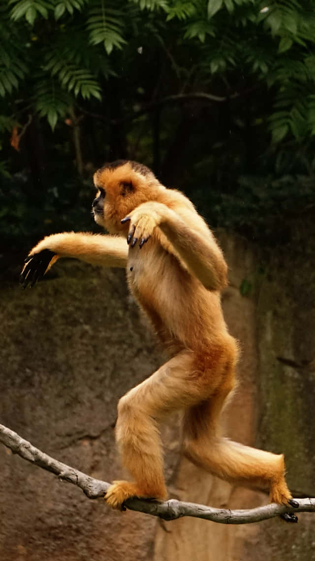 monkey, iPhone, golden gibbon, SD Phone Wallpaper