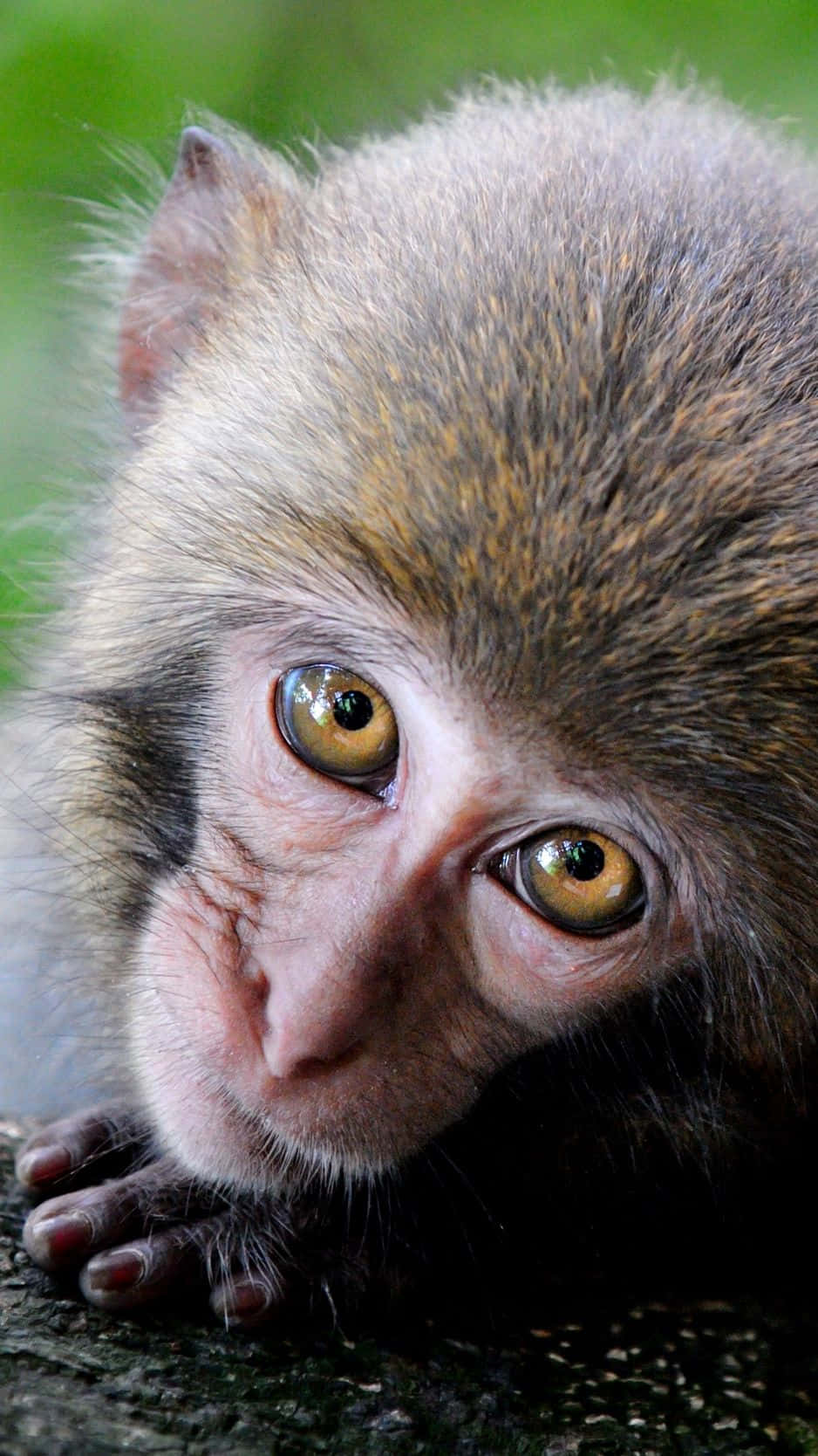 monkey, golden eyes, soft gray fur, HD Phone Wallpaper