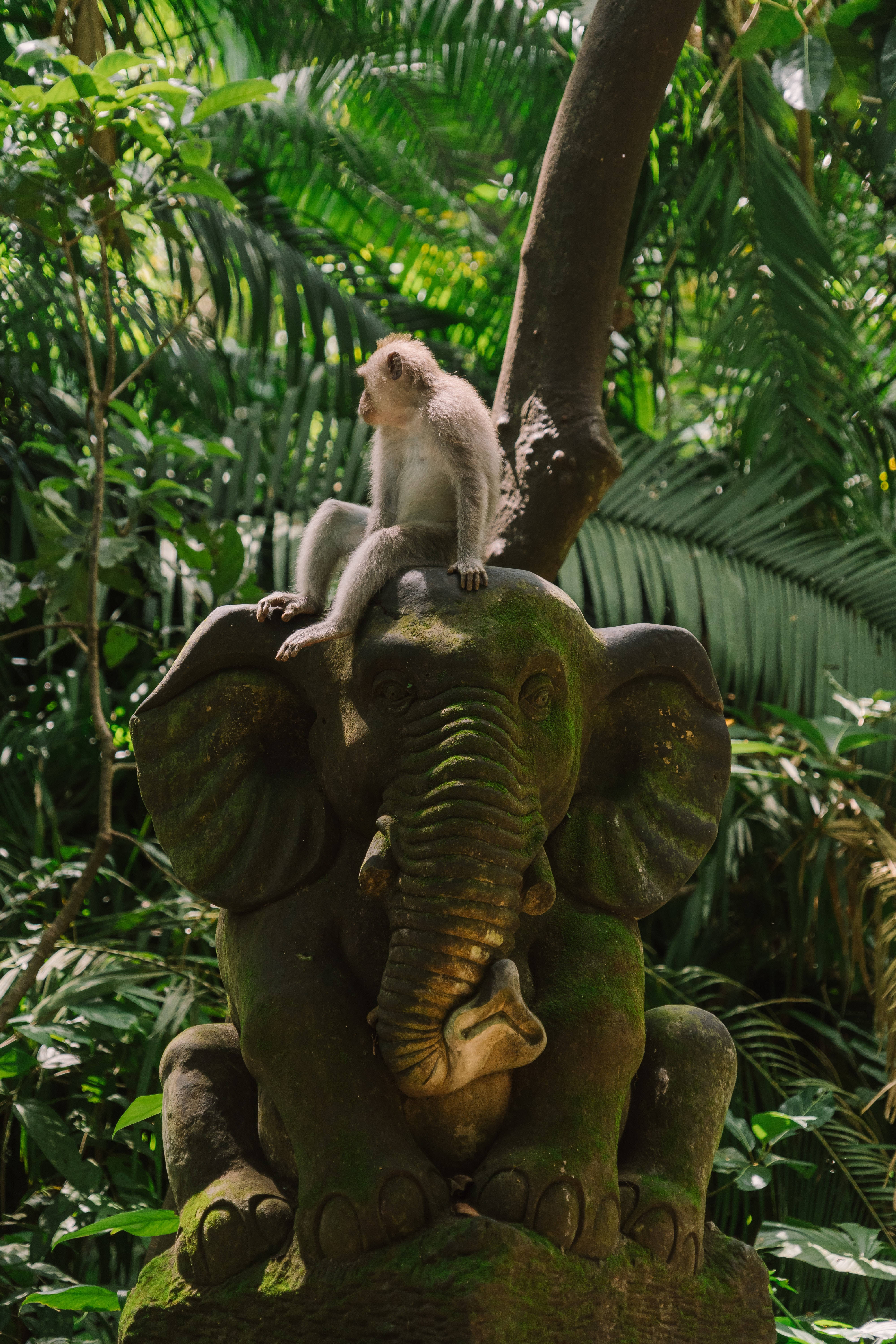 monkey, elephant, mossy stone elephant statue, 5K Phone Wallpaper