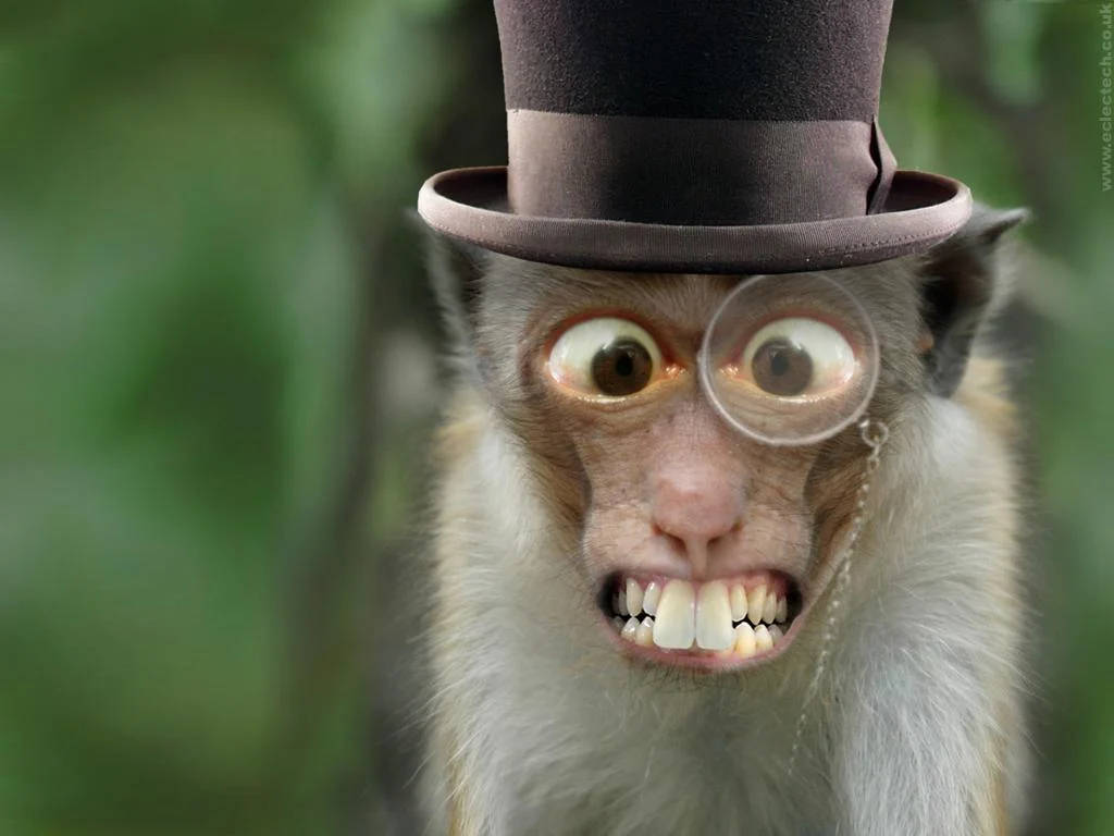 funny magician monkey, brown top hat, round glasses, SD Desktop Wallpaper