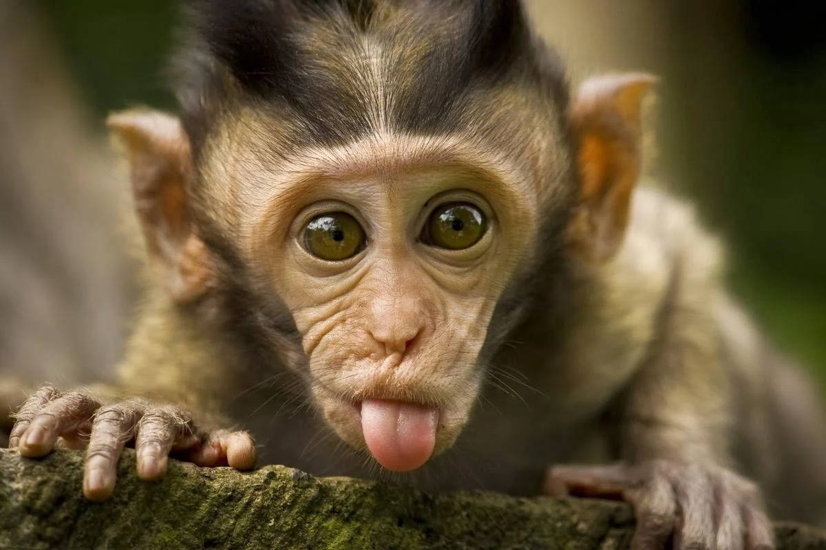 baby monkey, tongue out, playfully, SD Desktop Wallpaper