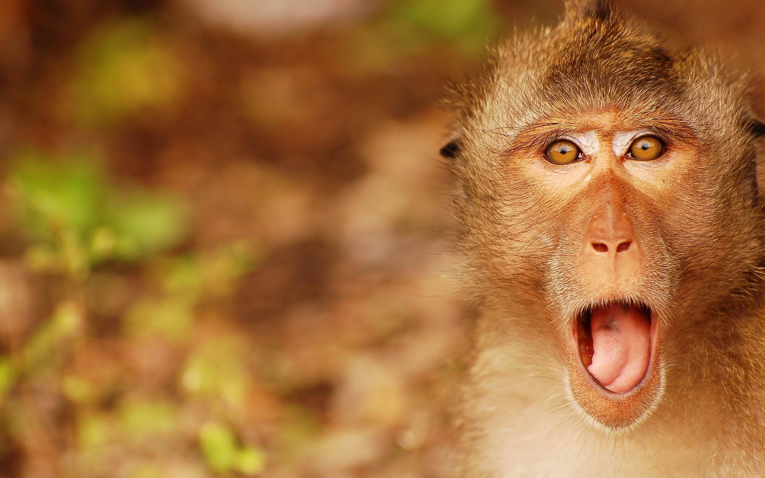 monkey, tongue out, golden eyes, 2K Desktop Wallpaper
