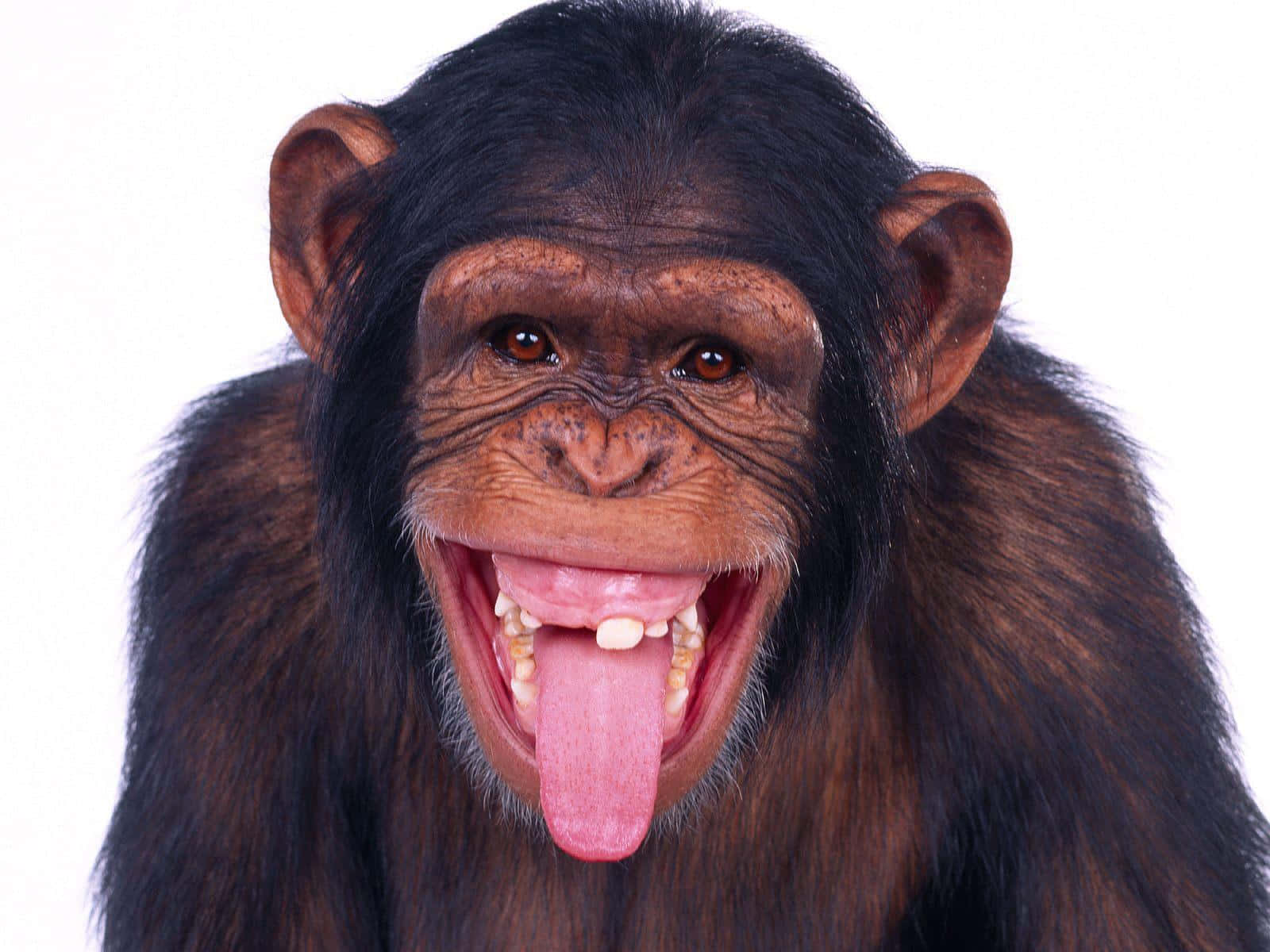 chimpanzee, dark fur, expressive brown eyes, HD Desktop Wallpaper