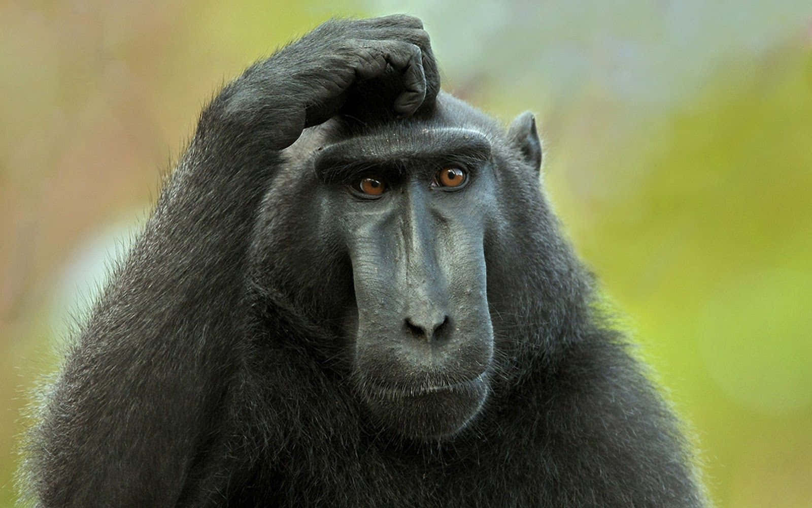 Confused Monkey Meme, black-faced monkey, amber eyes, HD Desktop Wallpaper