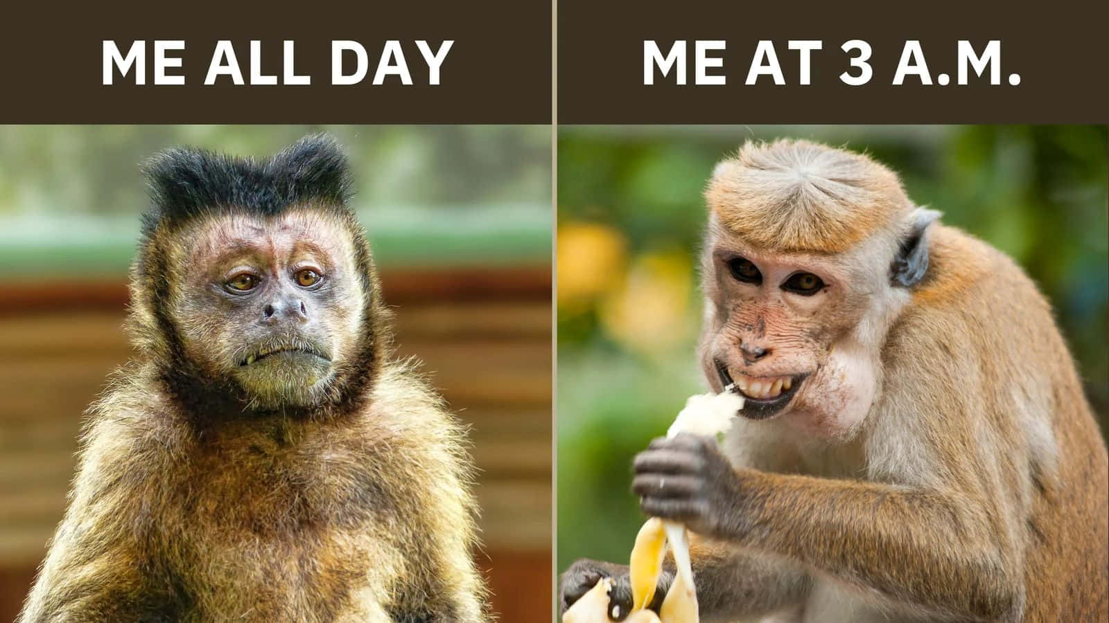Monkey Meme, me all day, me at 3 a.m., HD Desktop Wallpaper