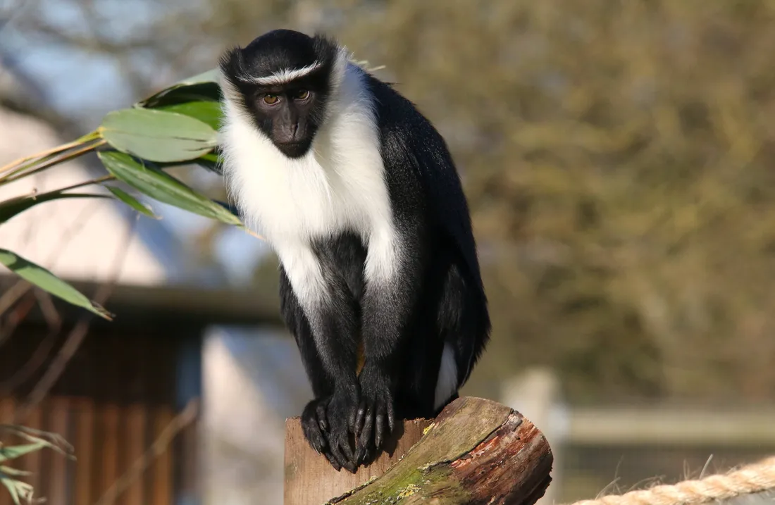 Monkey