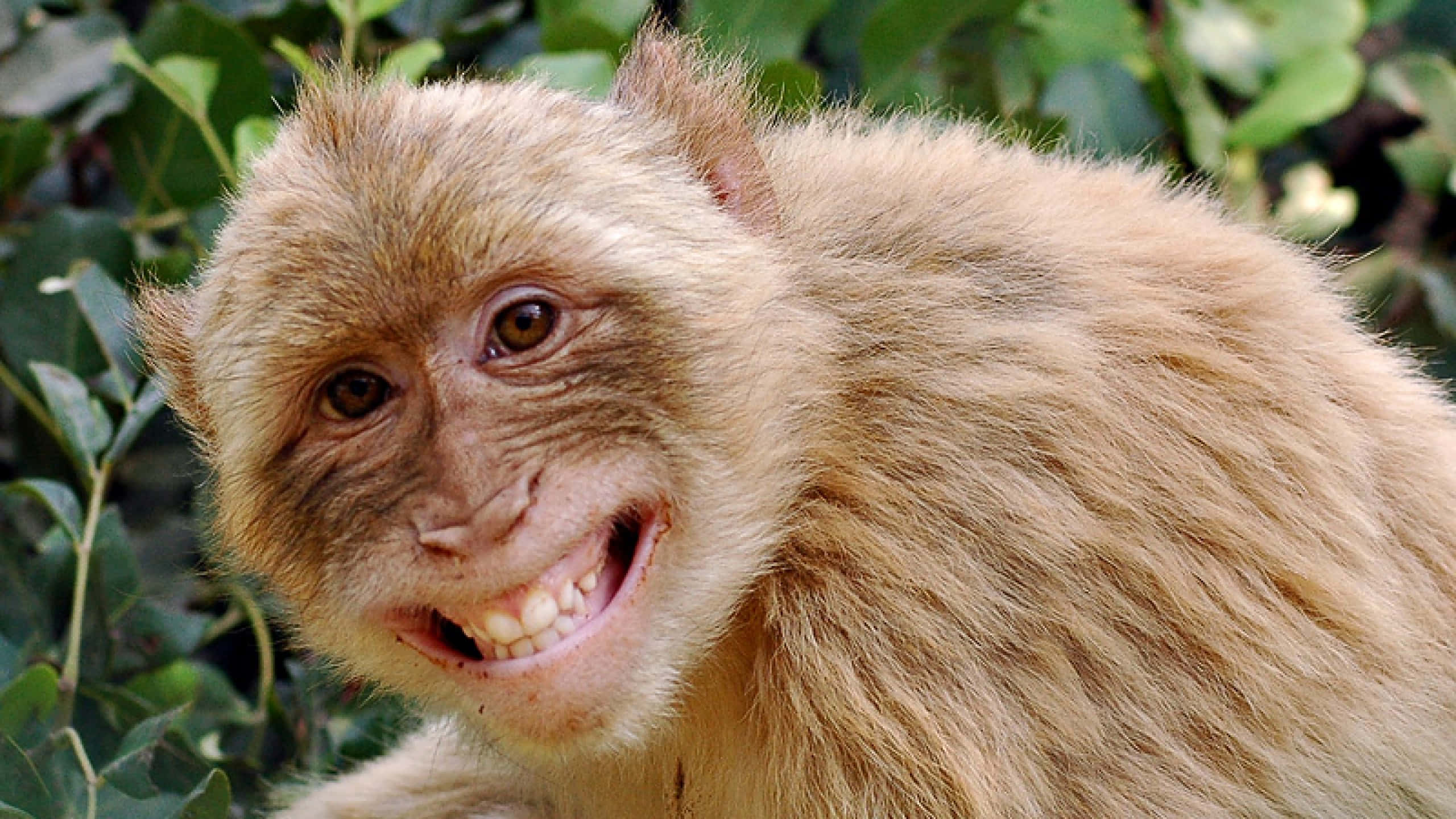 smiling cute monkey, furry brown monkey, wide toothy grin, 2K Desktop Wallpaper