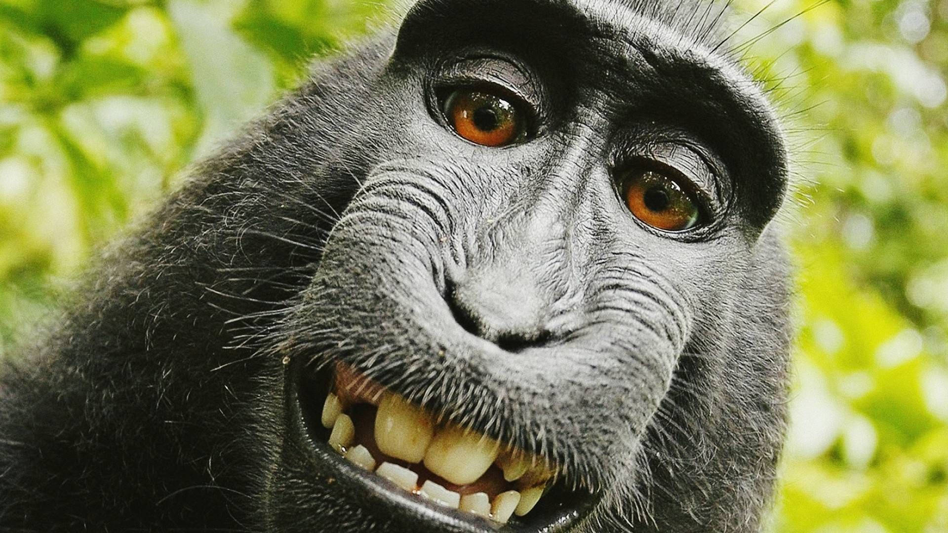black monkey, brown eyes, toothy grin, Full HD Desktop Wallpaper