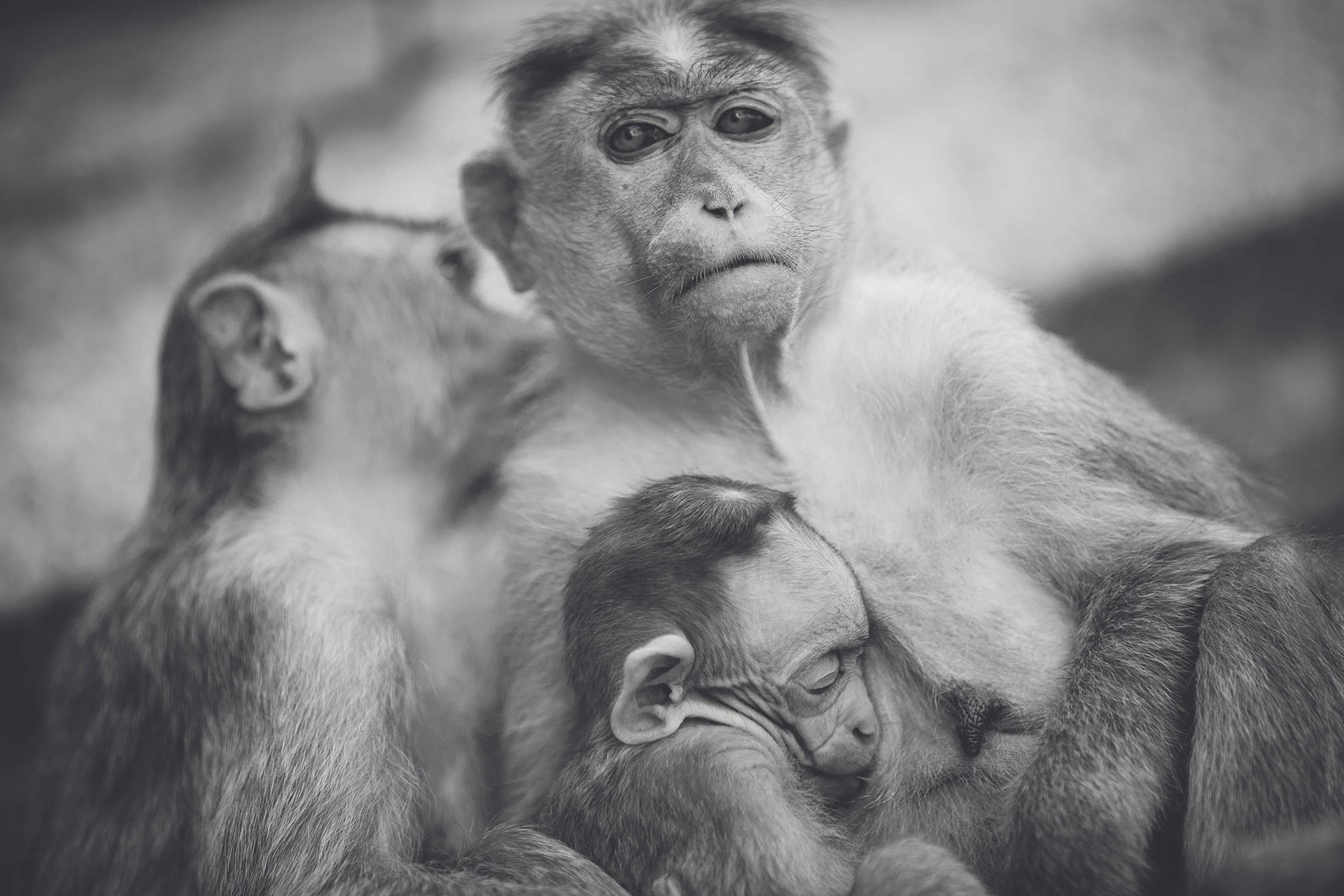Monkey, baby, black and white portrait, Full HD Desktop Wallpaper