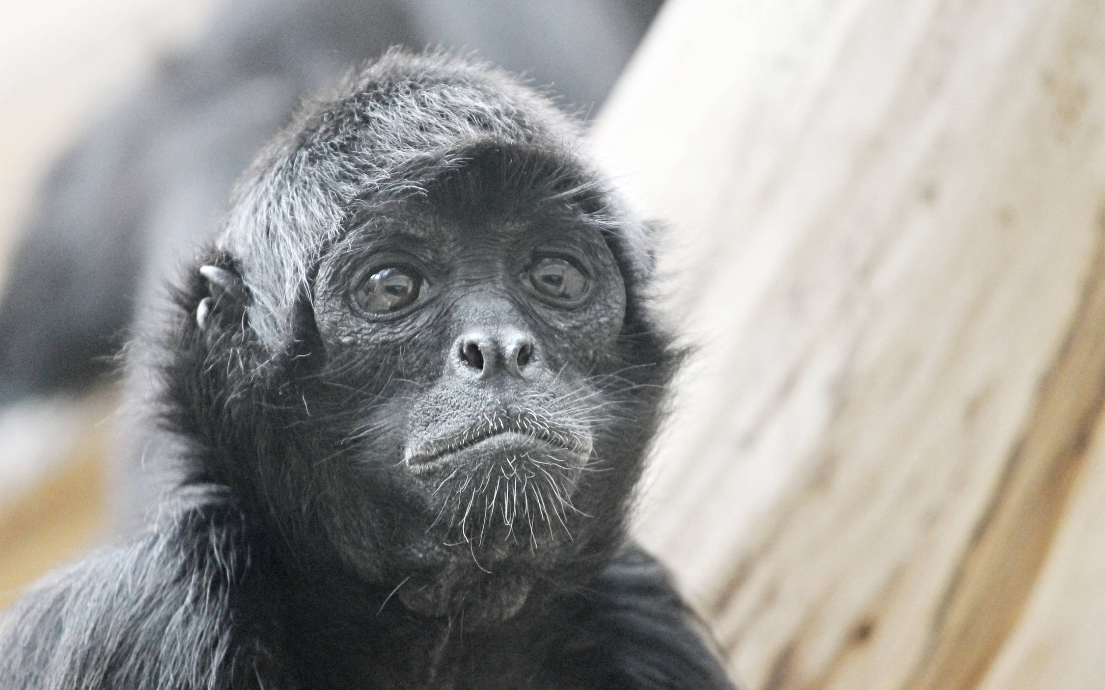 black monkey, young spider monkey, glistening eyes, Full HD Desktop Wallpaper