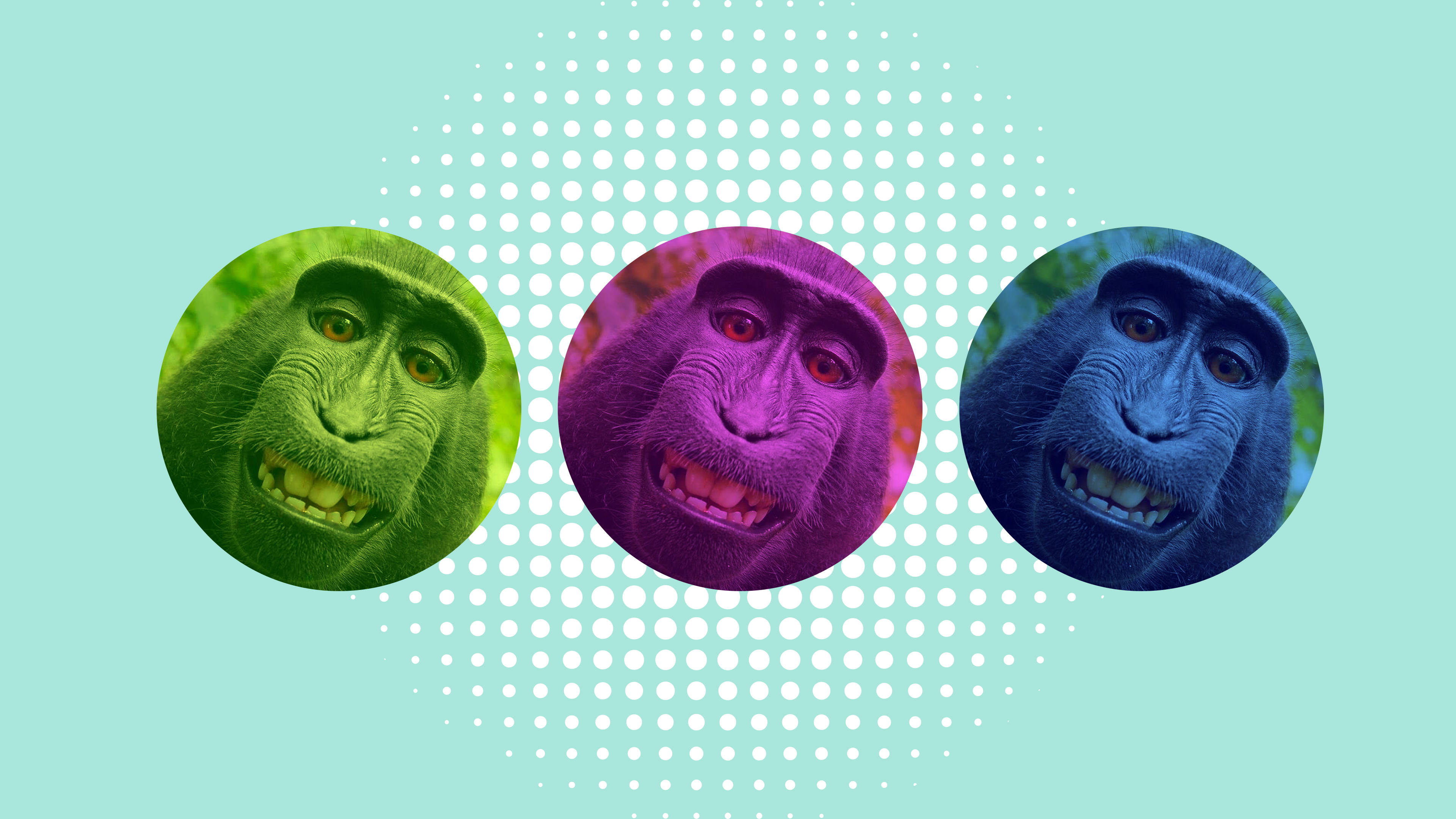 ugly monkey, green, purple, 4K Desktop Wallpaper
