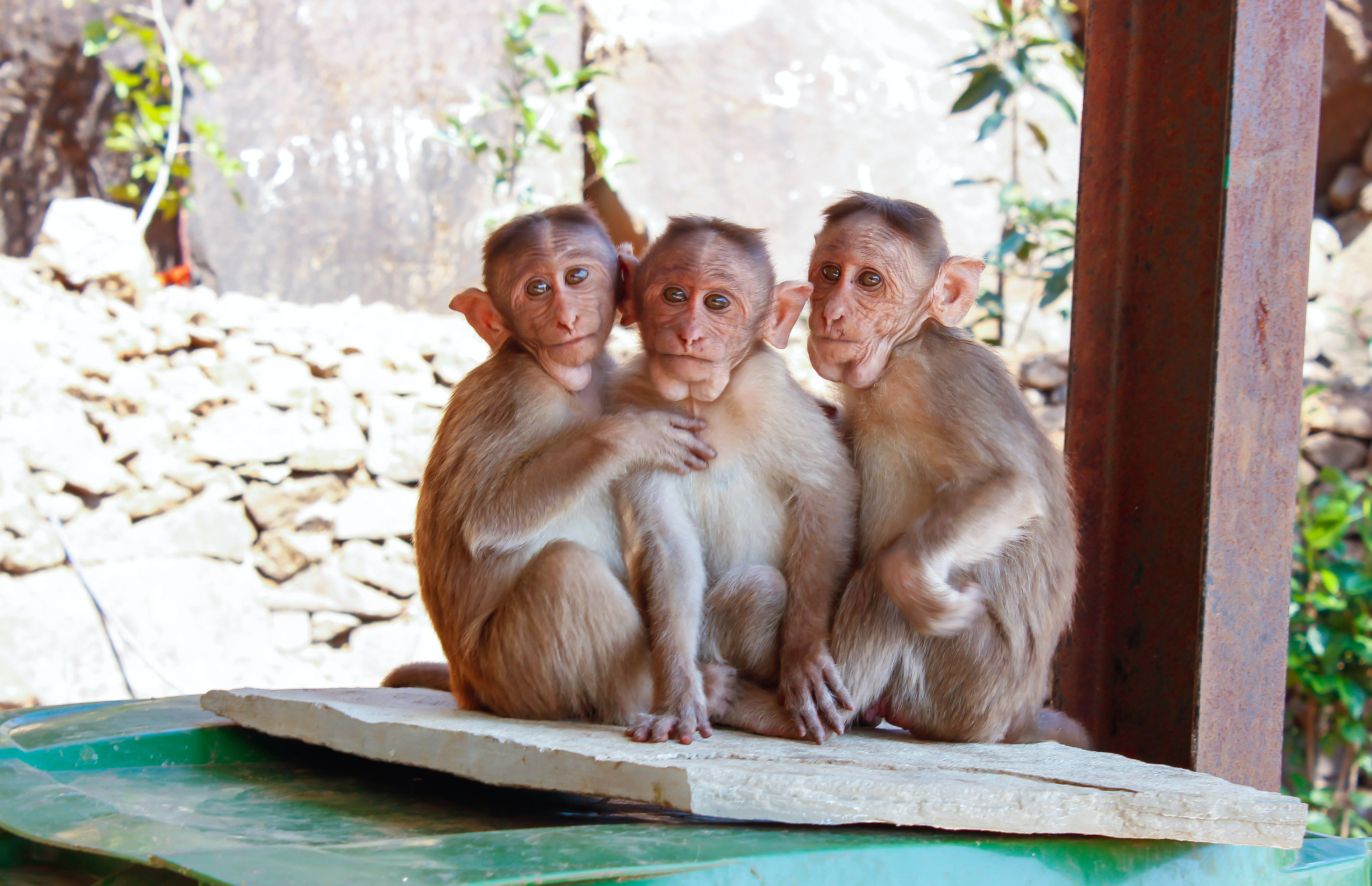 baby monkeys, stone slab, wooden shelter, 4K Desktop Wallpaper