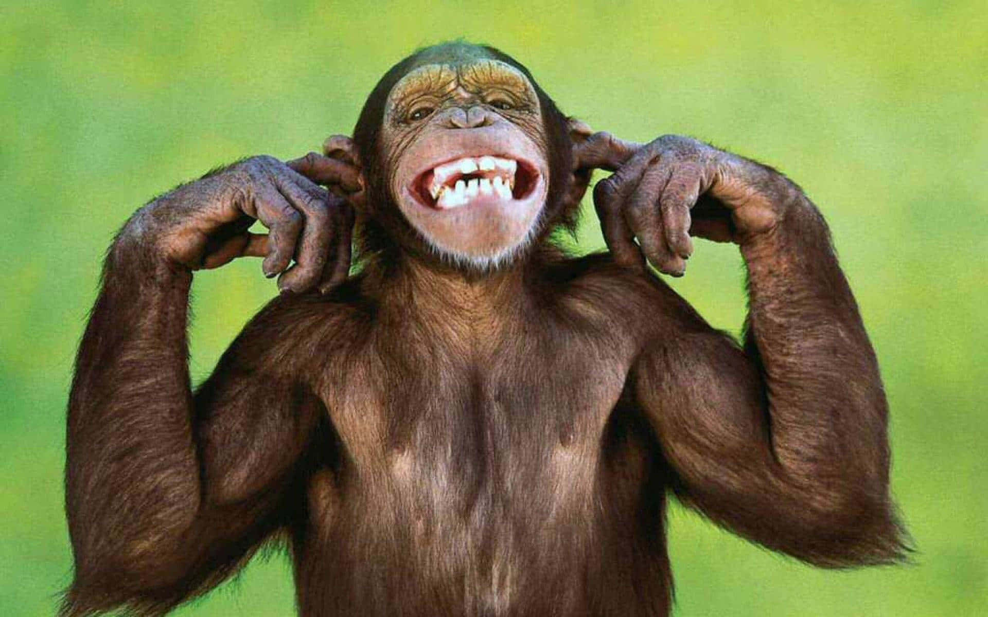 chimpanzee, laughing, hands cupped over ears, Full HD Desktop Wallpaper