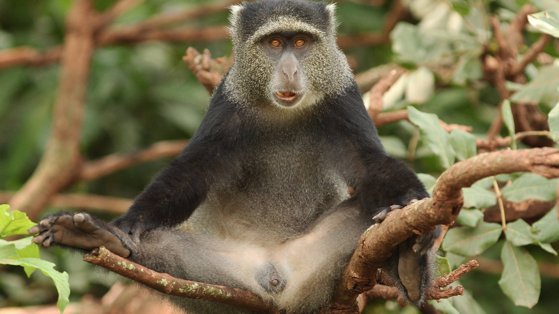 black monkey, orange eyes, tree branch, Full HD Desktop Wallpaper