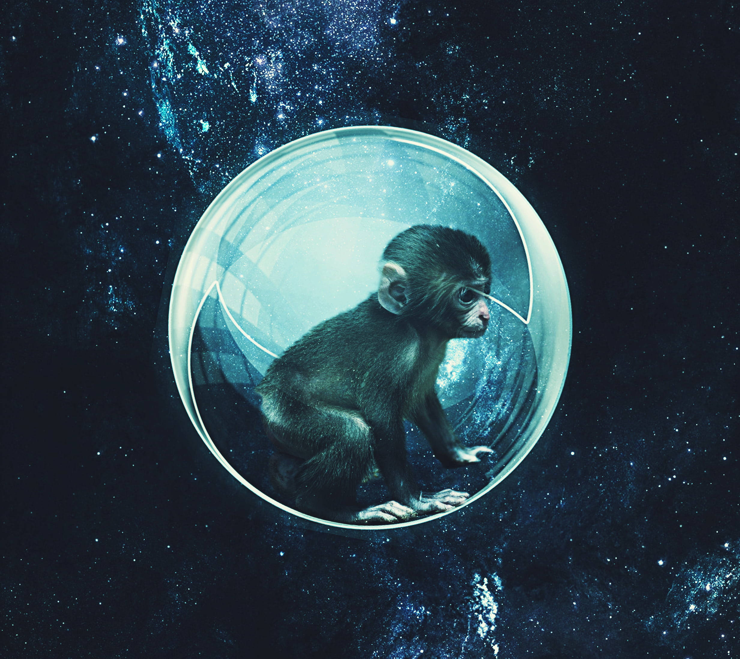 monkey, space bubble, starry cosmic void, Full HD Desktop Wallpaper
