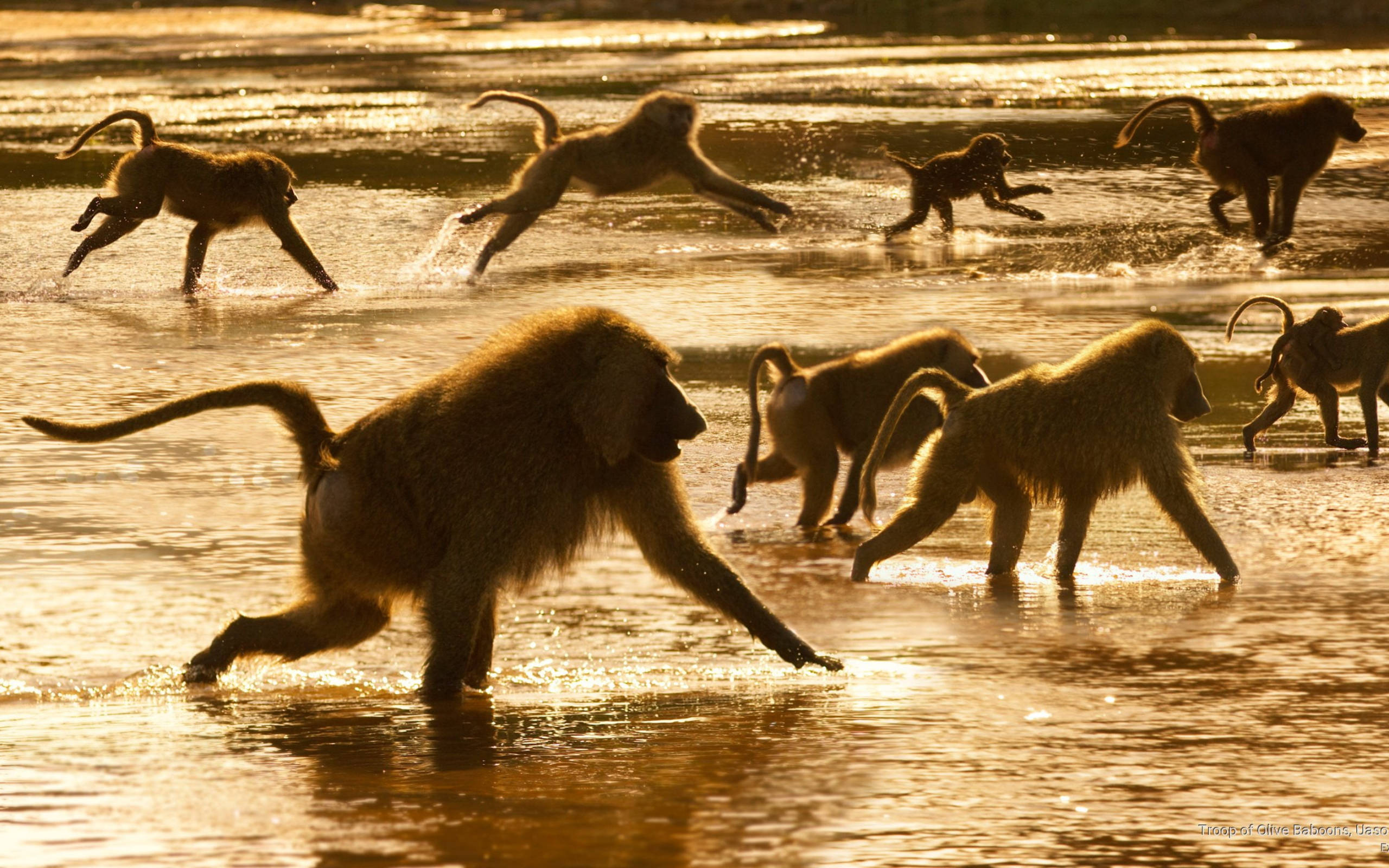olive baboons, golden hour, shallow water, 2K Desktop Wallpaper