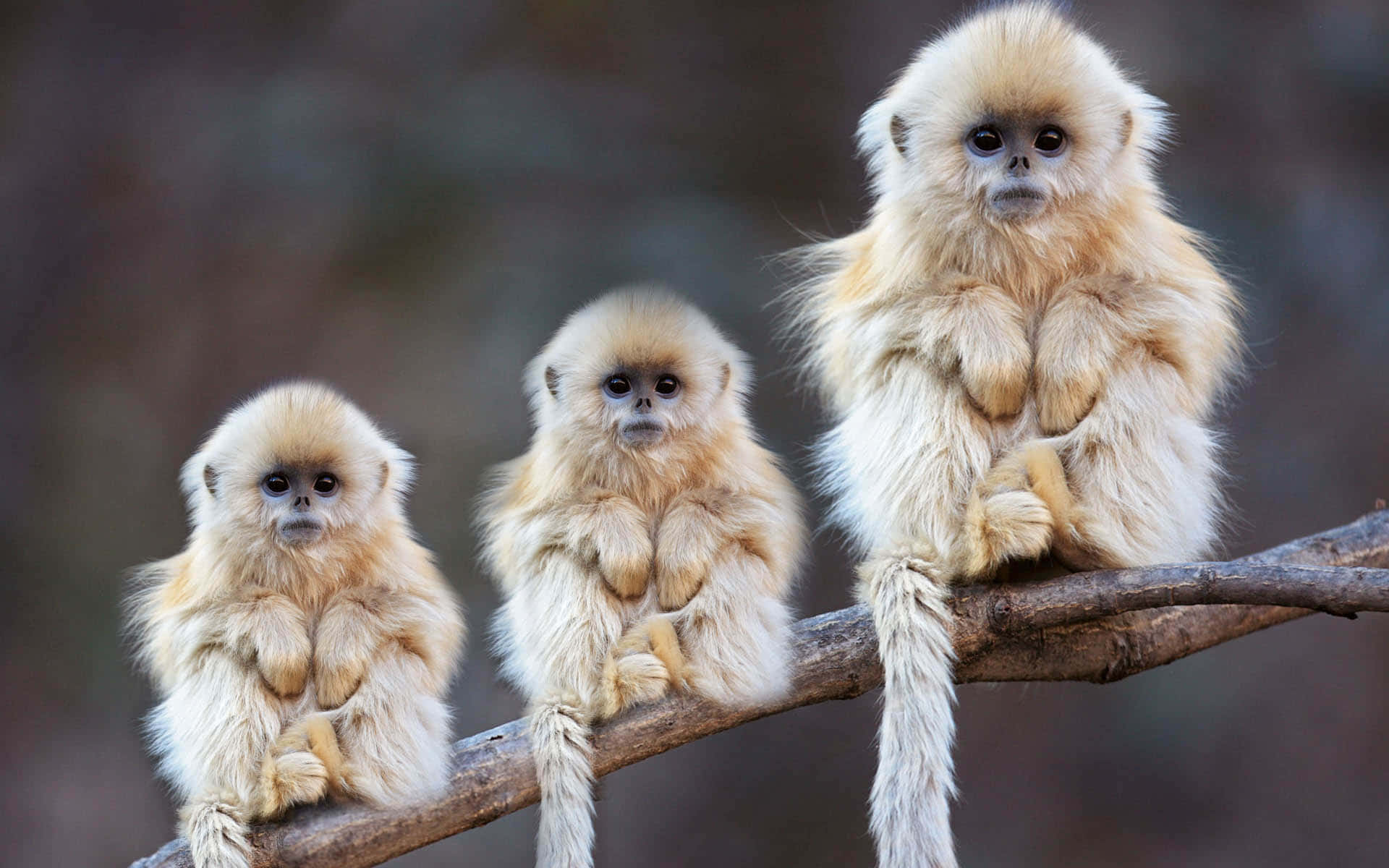 fluffy golden monkeys, tree branch, soft fur, Full HD Desktop Wallpaper