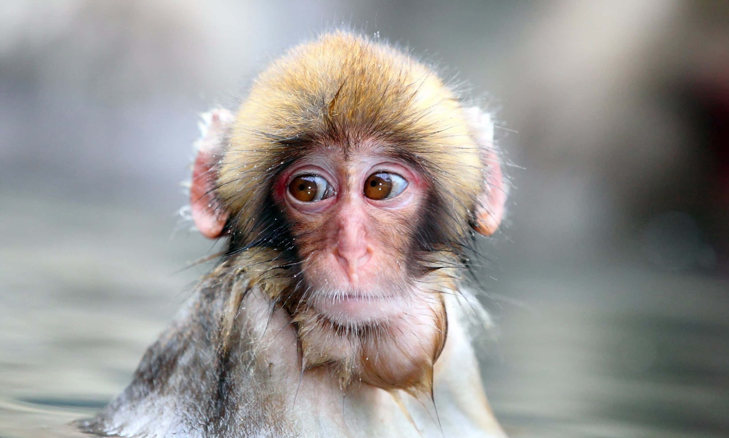 cute monkey, hot spring, wet monkey, Full HD Desktop Wallpaper