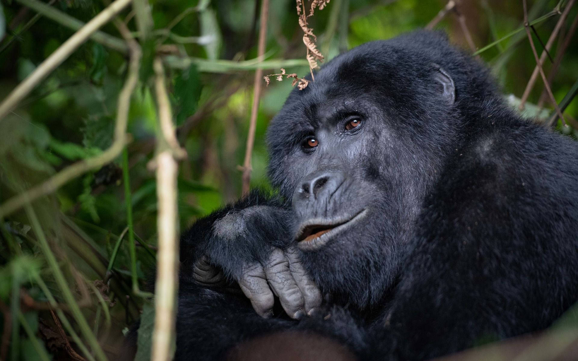 black monkey, pouting, mountain gorilla, Full HD Desktop Wallpaper