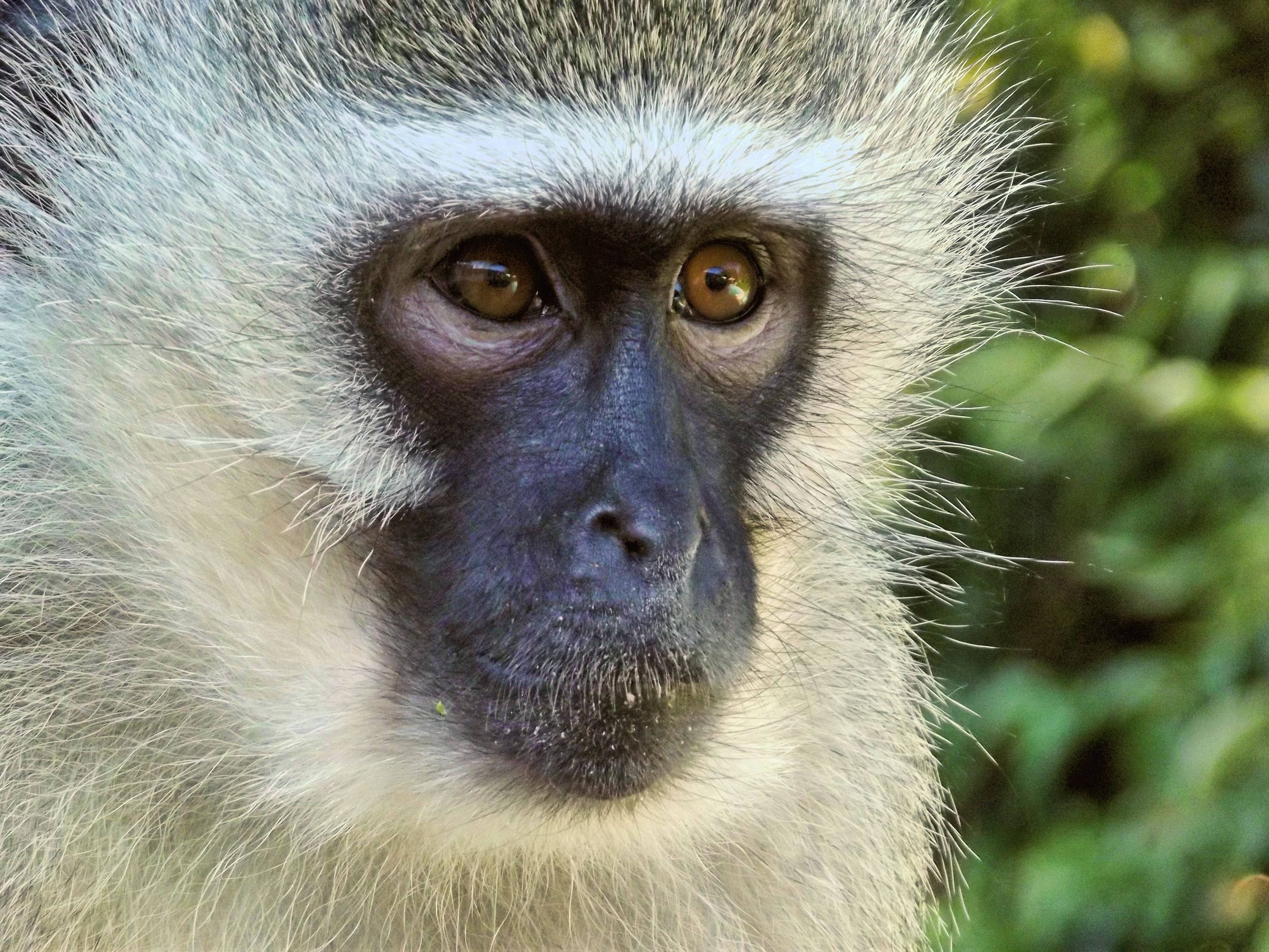Black Monkey, white hair, golden eyes, 2K Desktop Wallpaper