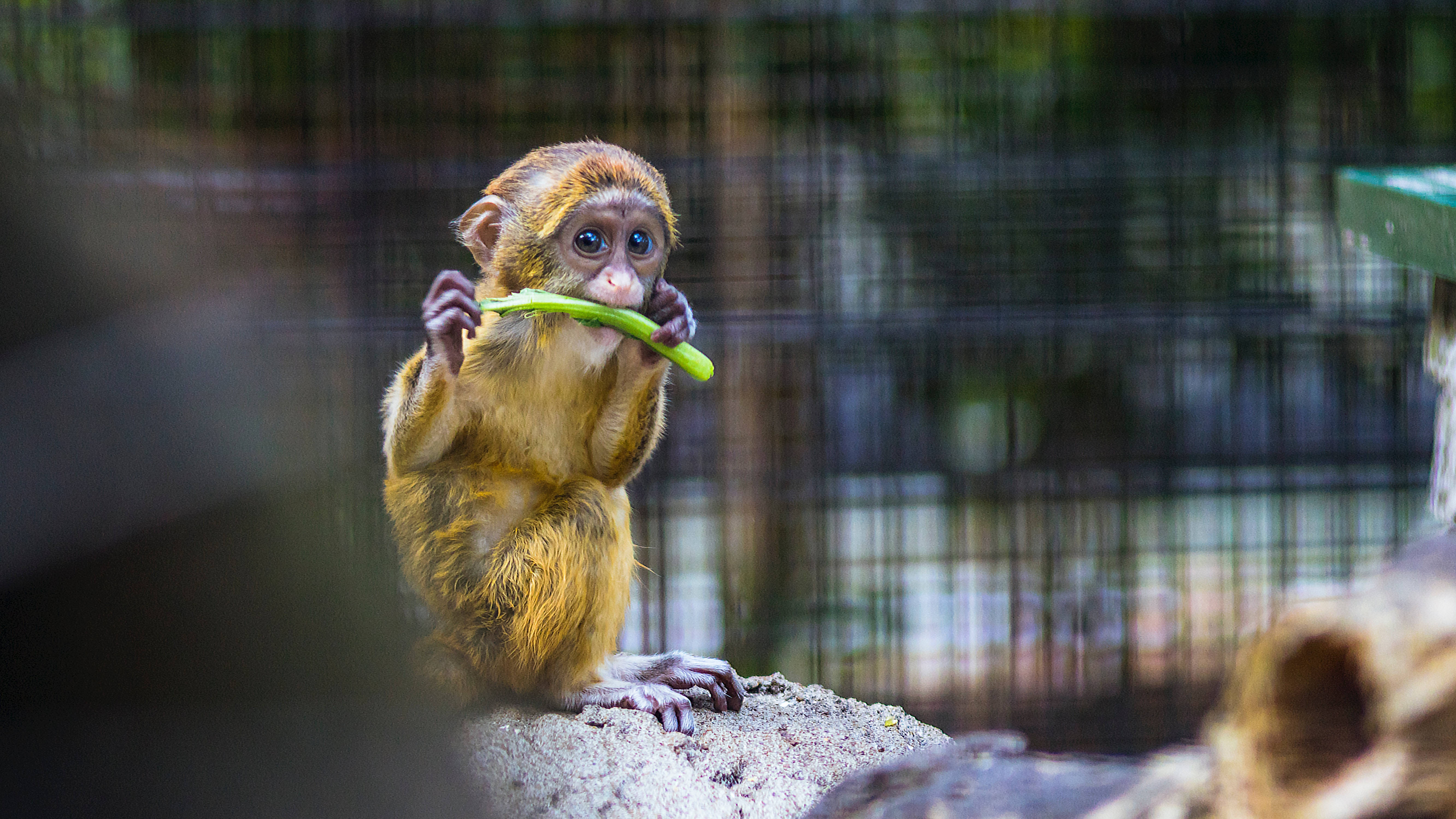 golden fur, green stalk, wire enclosure, 5K Desktop Wallpaper