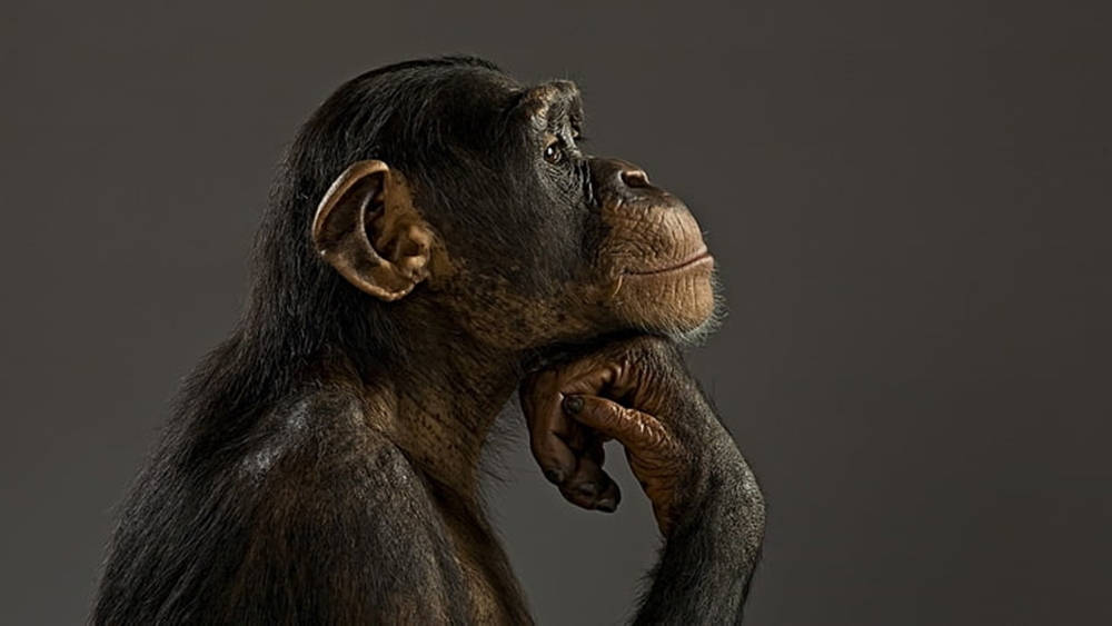 Black Monkey, chimpanzee, profile, SD Desktop Wallpaper